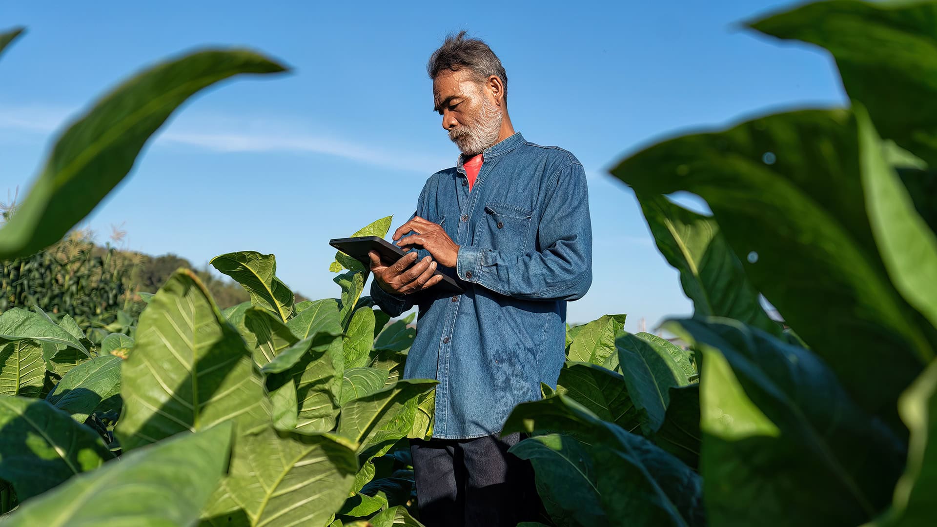 Tobacco-Farmer-Working-Together